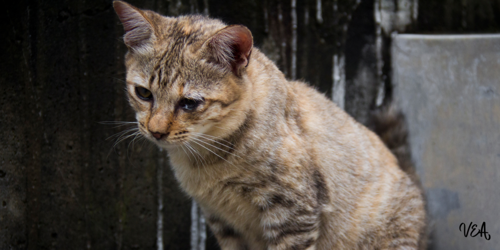 chat qui semble perdu dans ses pensées